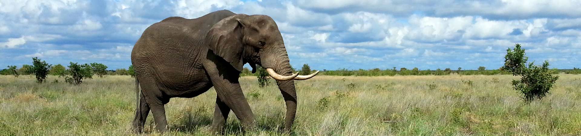 The Kruger National Park Sun Bird Destinations